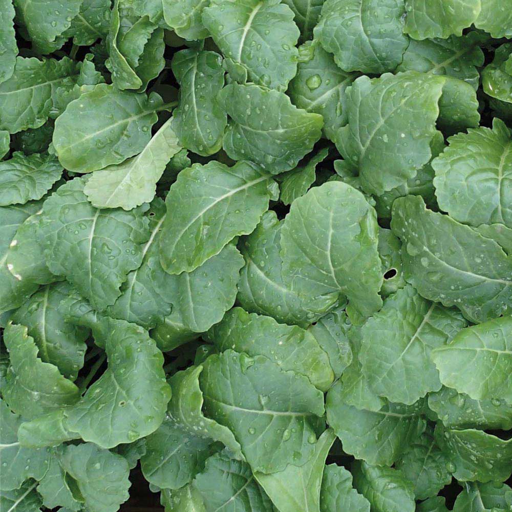 Johnsons Kale Ethiopian Amara Seeds Image 1