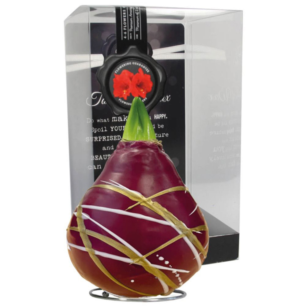Thompson and Morgan Christmas Gift Amaryllis in Touch of Wax Art Image 2