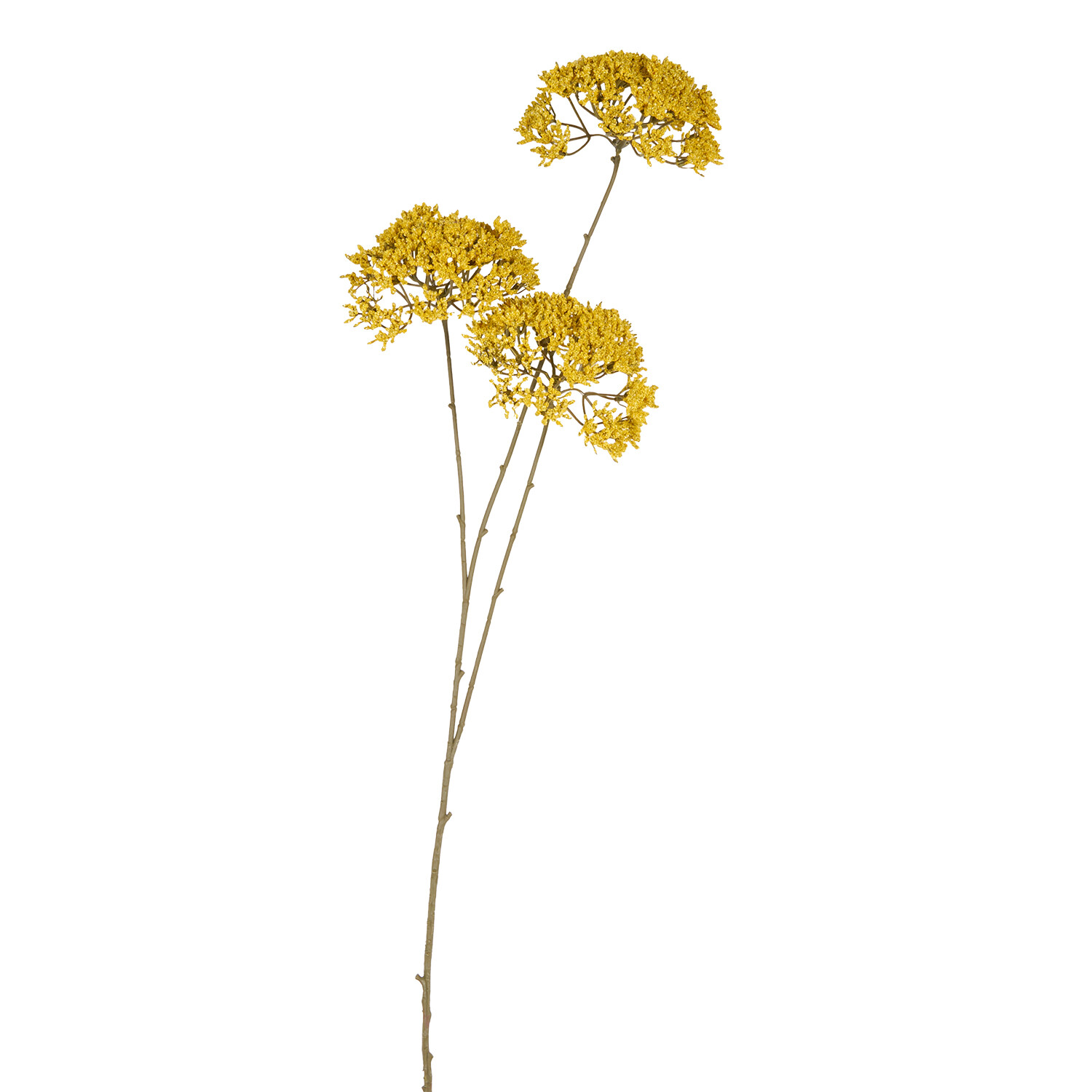 Queen Annes Lace Stem Yellow or Orange Image 1