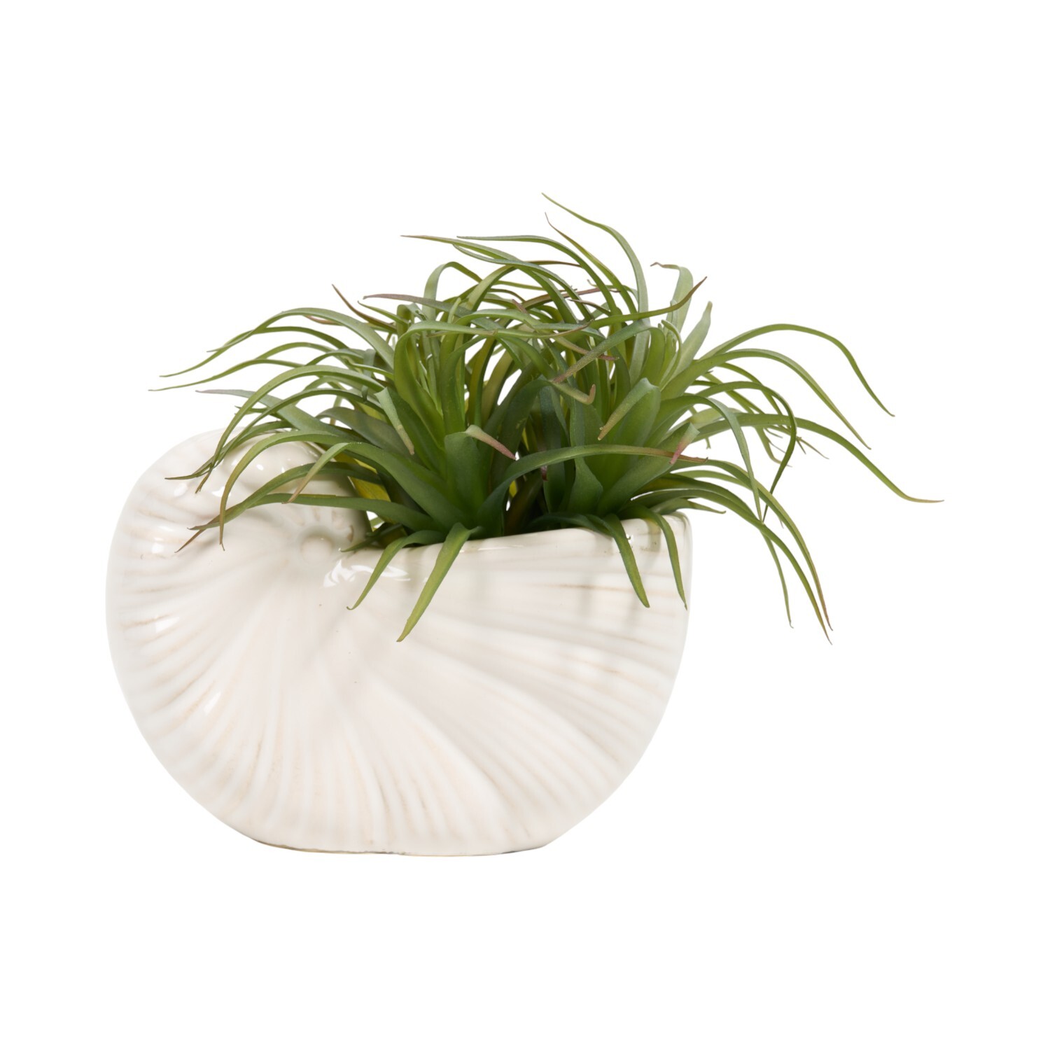 Succulent in Conch Shell Pot White Image 1