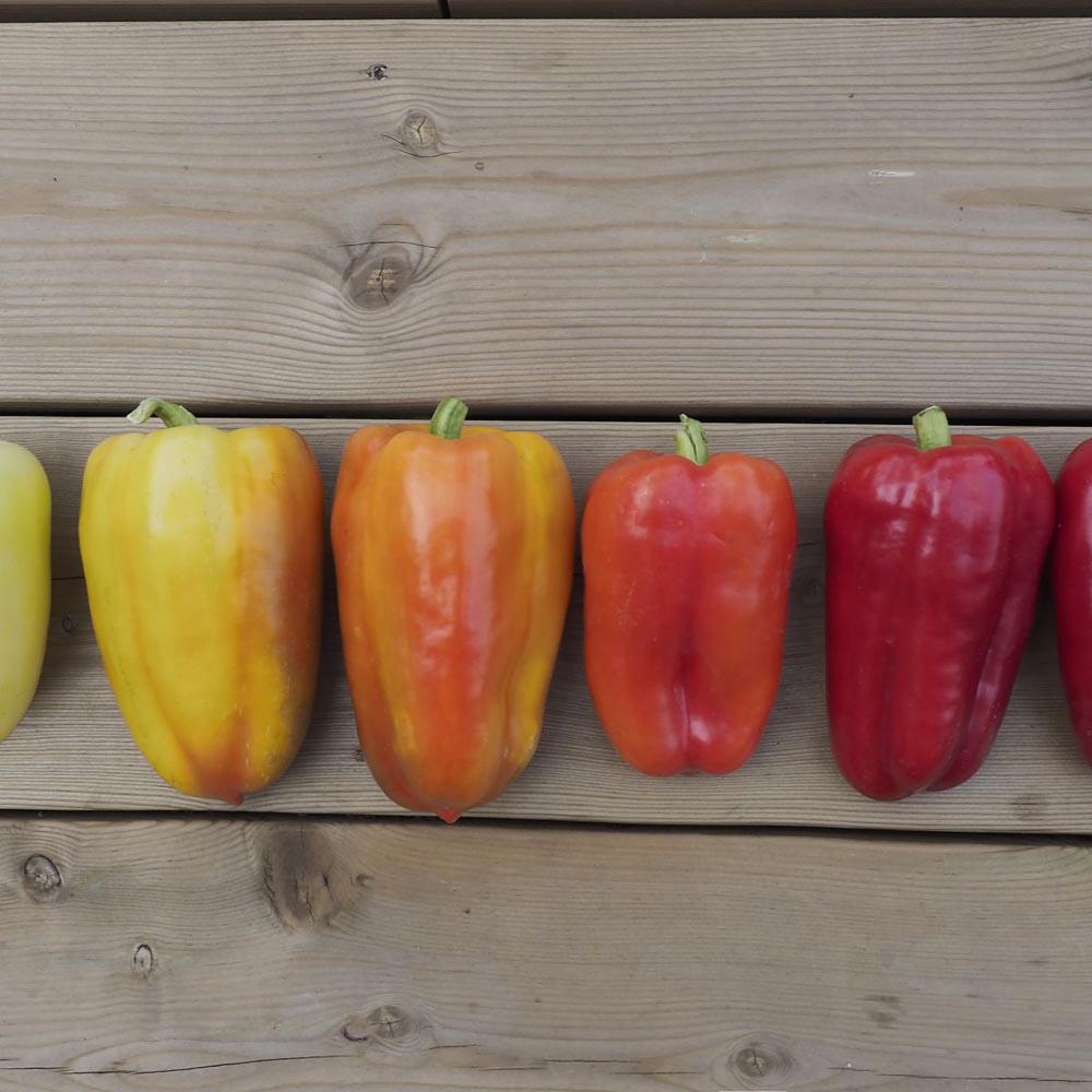 Thompson and Morgan Pepper Sweet Flamingo Plant Pot 9cm Image 2