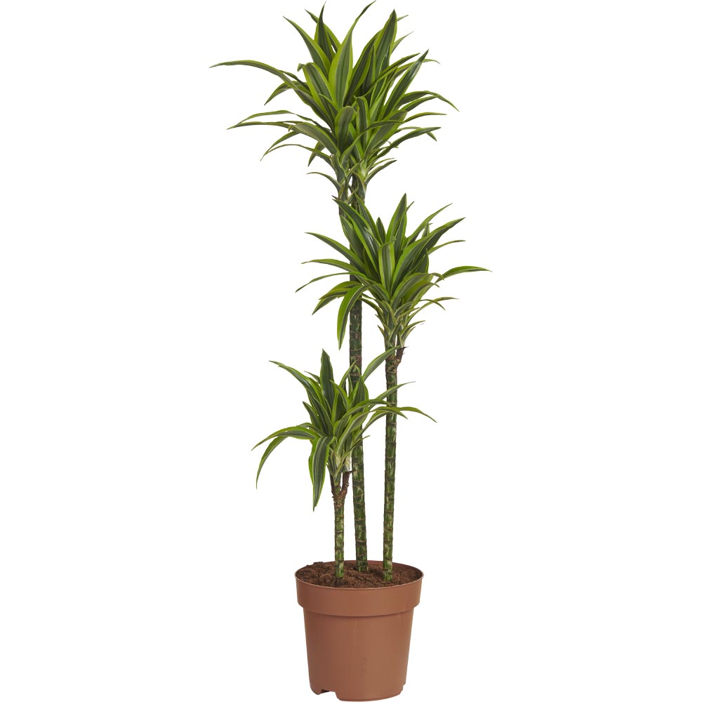 Wilko Dracaena Fragans Lemon Lime Plant 130-150cm Image 1