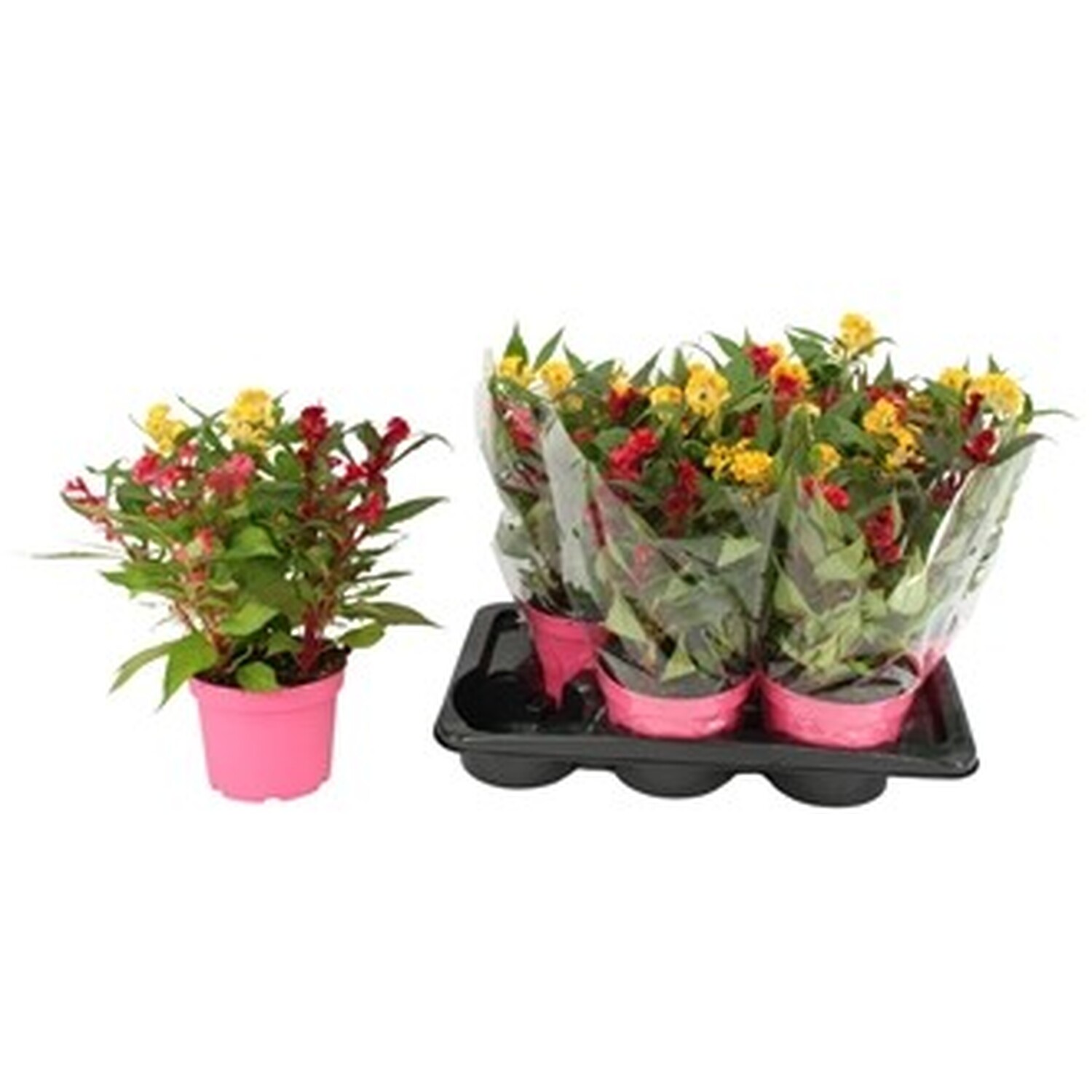 Celosia Sensation Hot Topic Image