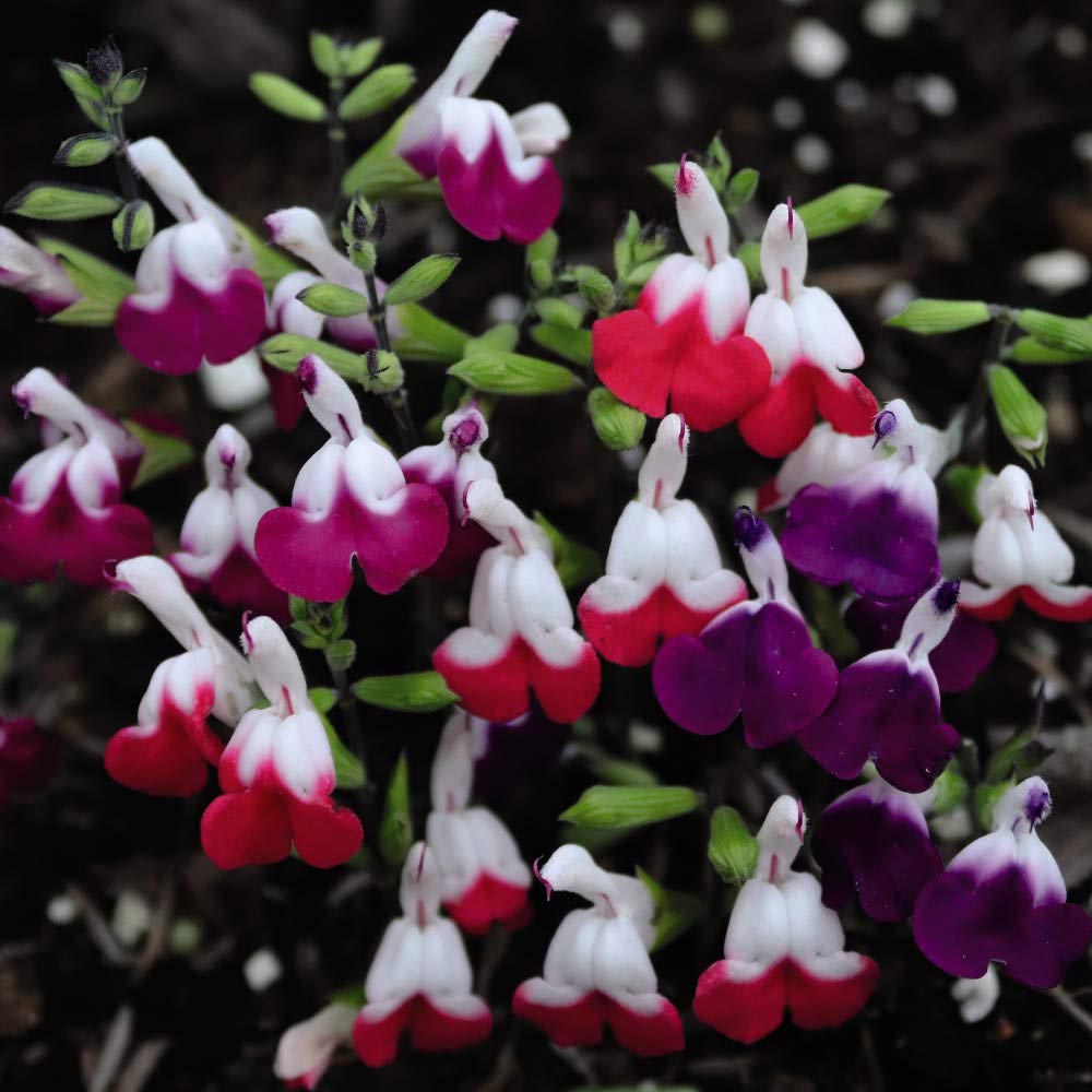 Thompson and Morgan Salvia Lips Collection Plant in Pot 9cm 3 Pack Image 1
