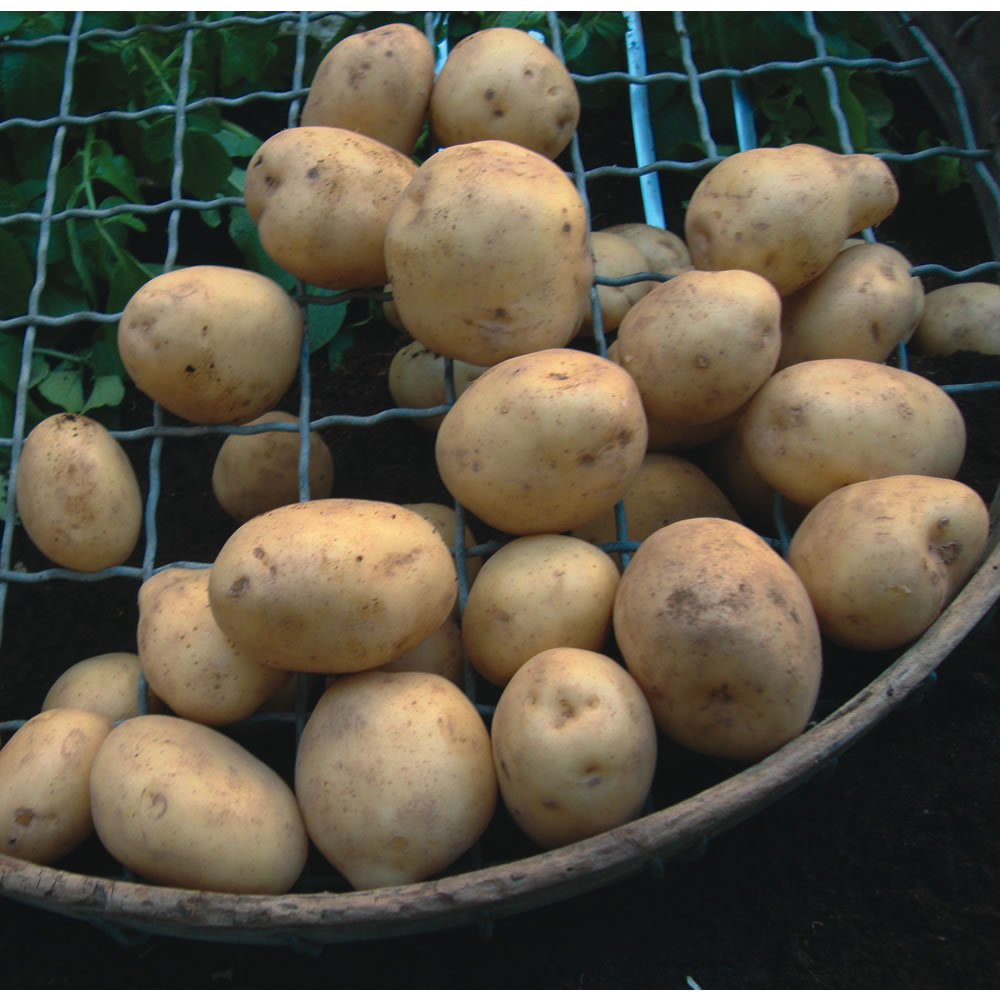 Wilko 5 pack Potato Swift First Early Seed Image