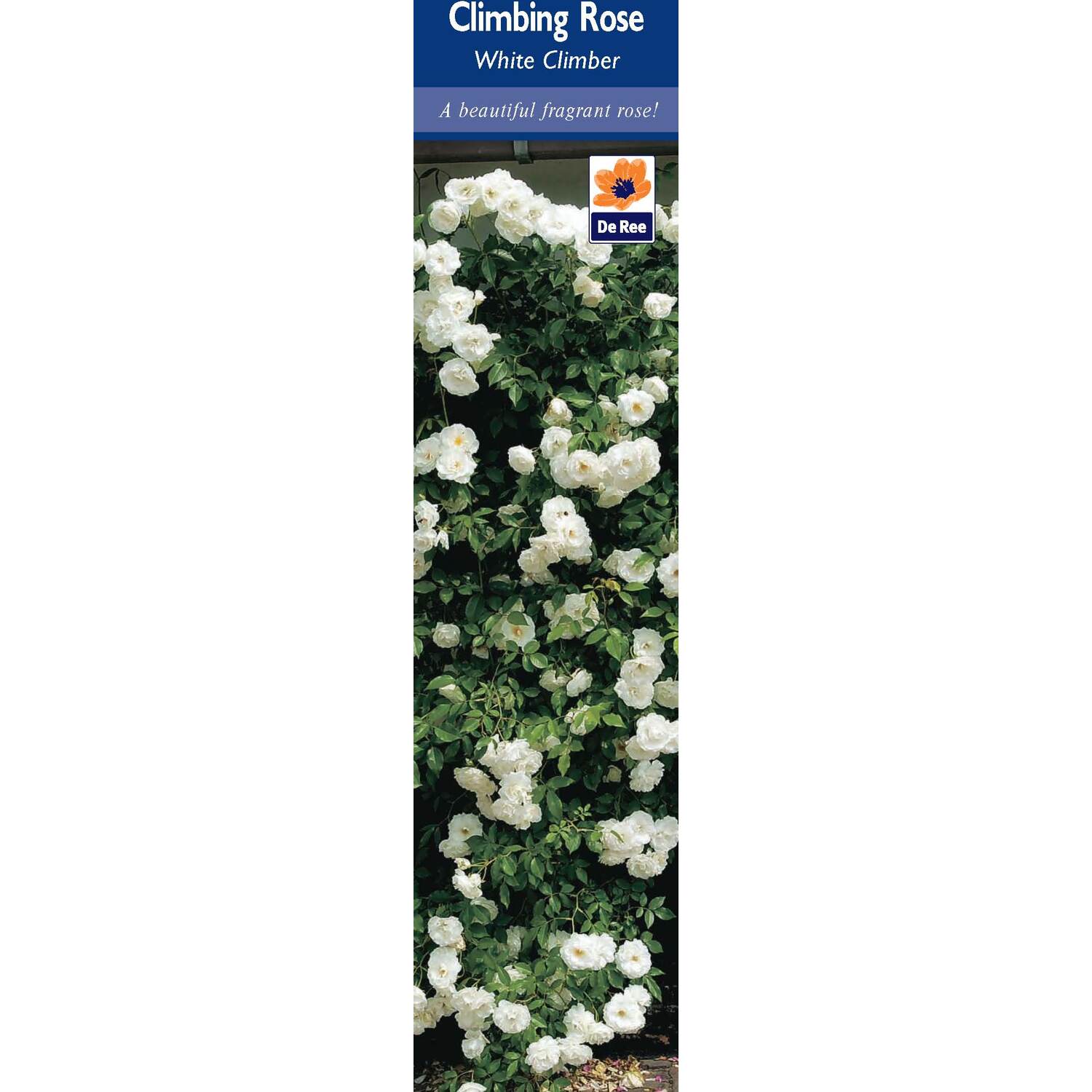Pre-Packed Rose Image 1