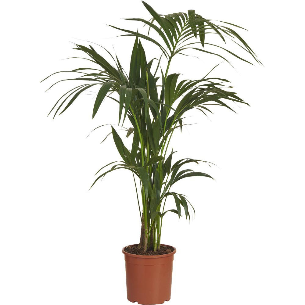 Wilko Kentia Palm Plant 110-140cm Image 1