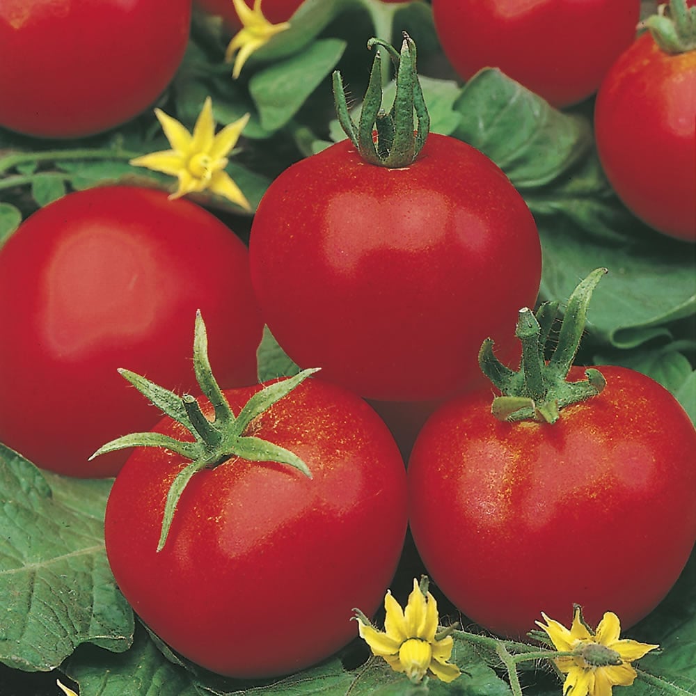 Wilko Tomato Moneymaker Seeds Image 1