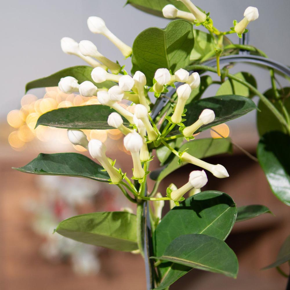 Thompson and Morgan Stephanotis Floribunda On A Hoop Plant in Pot 12cm 2 Pack Image 4