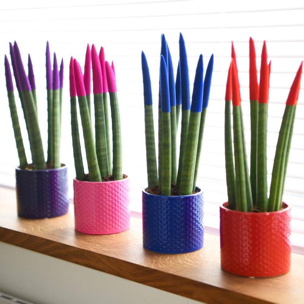 Thompson and Morgan Sansevieria Cylindrica Plant in Ceramic Pot 9cm 3 Pack Image 1