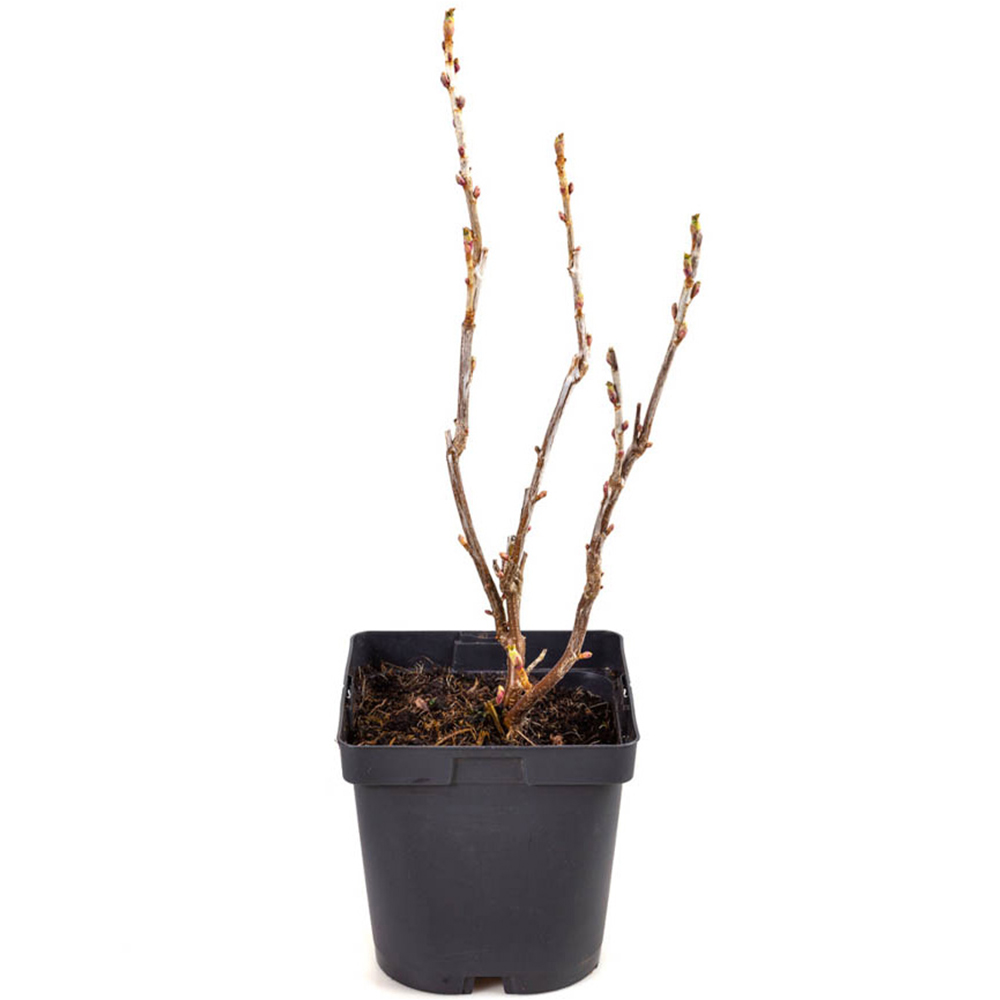 YouGarden Blackcurrant Titania Plant Pot 1.7L Image 3