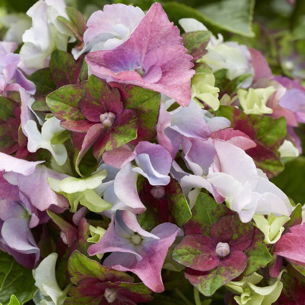 Thompson and Morgan Hydrangea Lady Mata Hari Pink Plant Pot 2L Image 6
