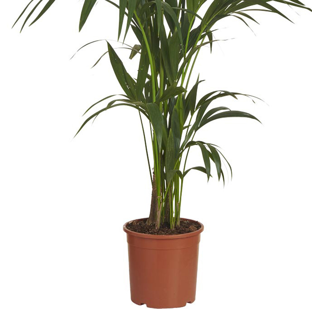 Wilko Kentia Palm Plant 110-140cm Image 5