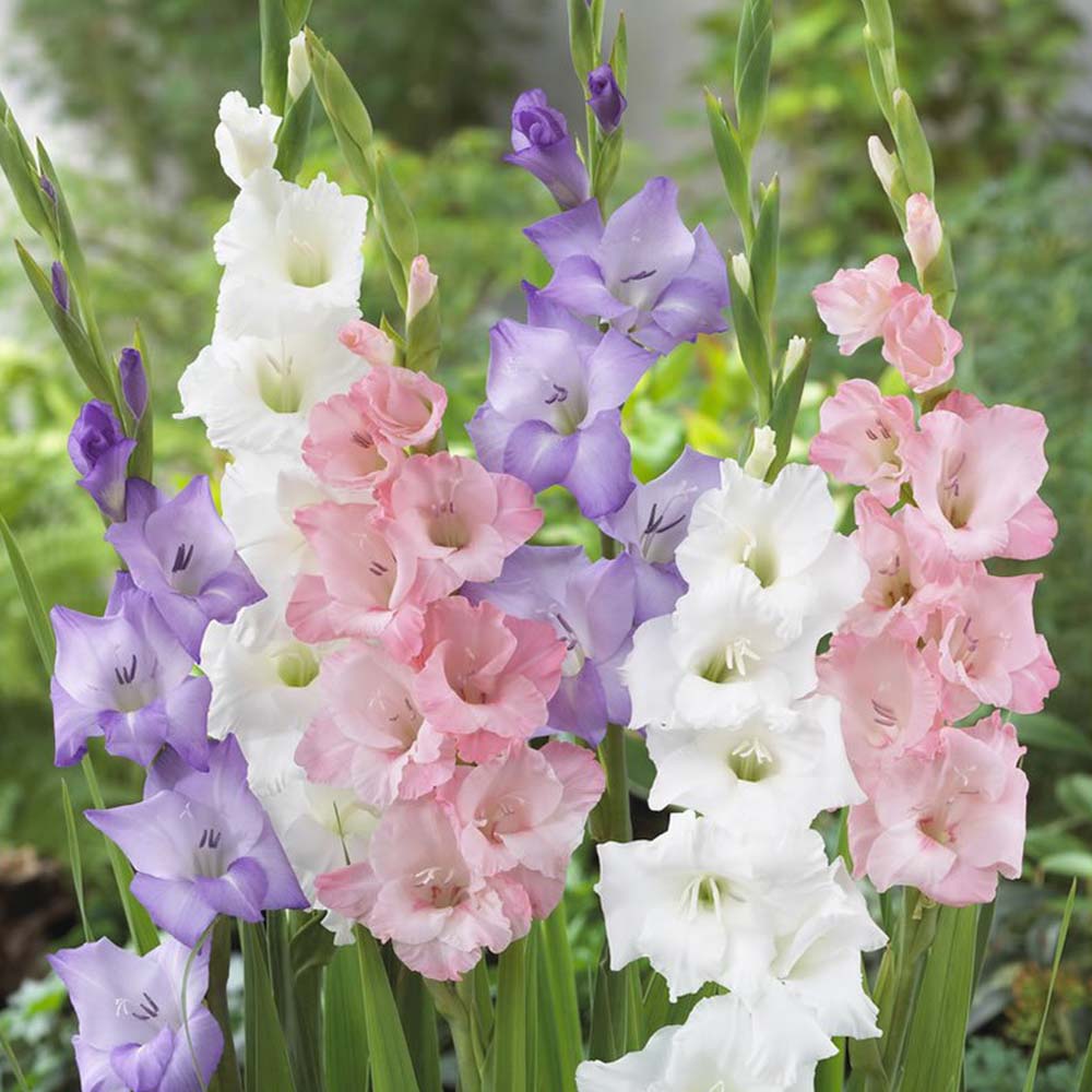 Wilko Gladioli Pastel Mixed 8-10cm Spring Planting Bulbs 20 Pack Image