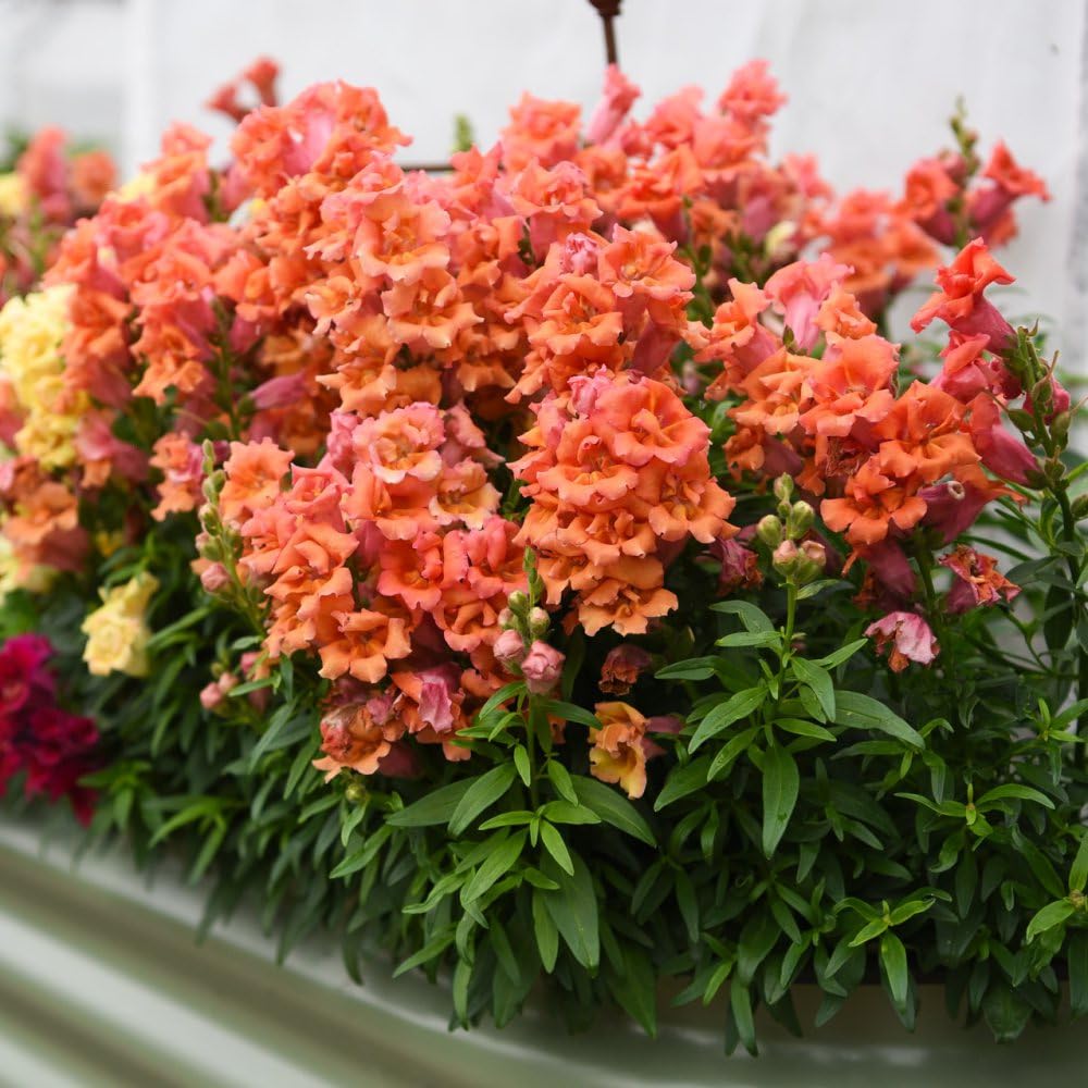 Thompson and Morgan Antirrhinum Sweet Duet Series Garden Ready Plant 30 Pack Image 3