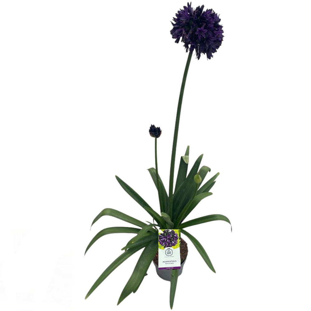 Agapanthus Black Jack Plant Image 1