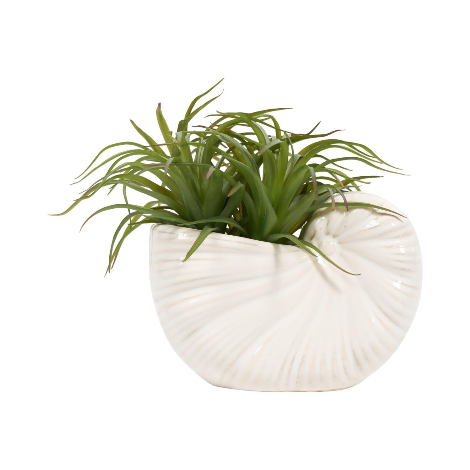 Succulent in Conch Shell Pot White Image 3