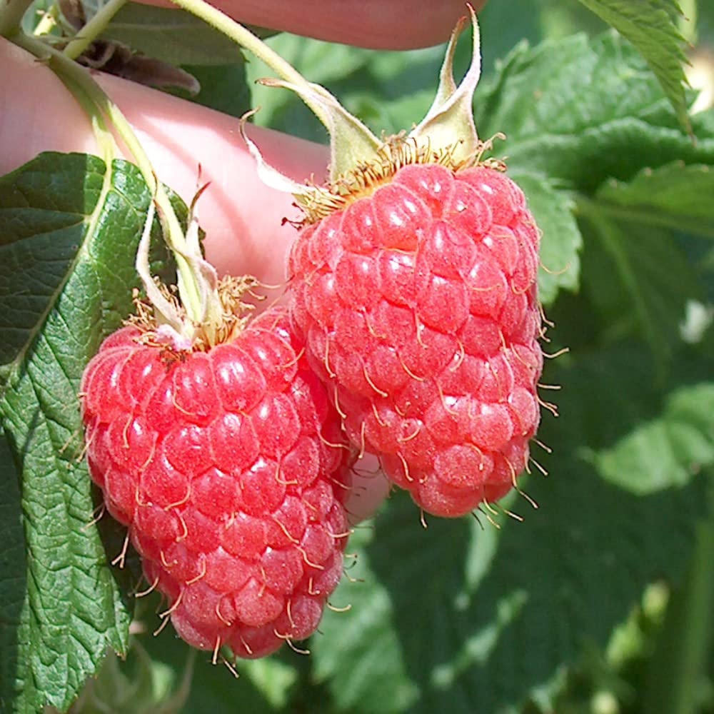 Thompson & Morgan Raspberry Rubus Idaeus Malling Minerva Cane Plant 12 Pack Image 3