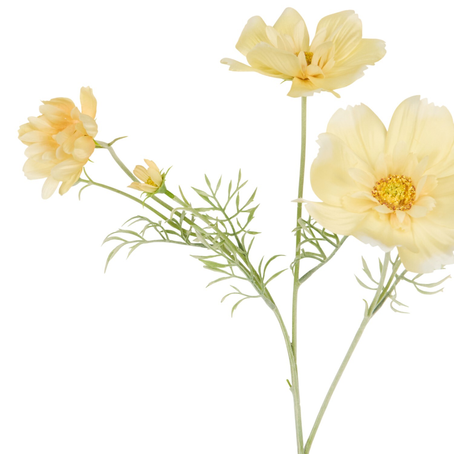 Large Cosmos Bloom Image 4