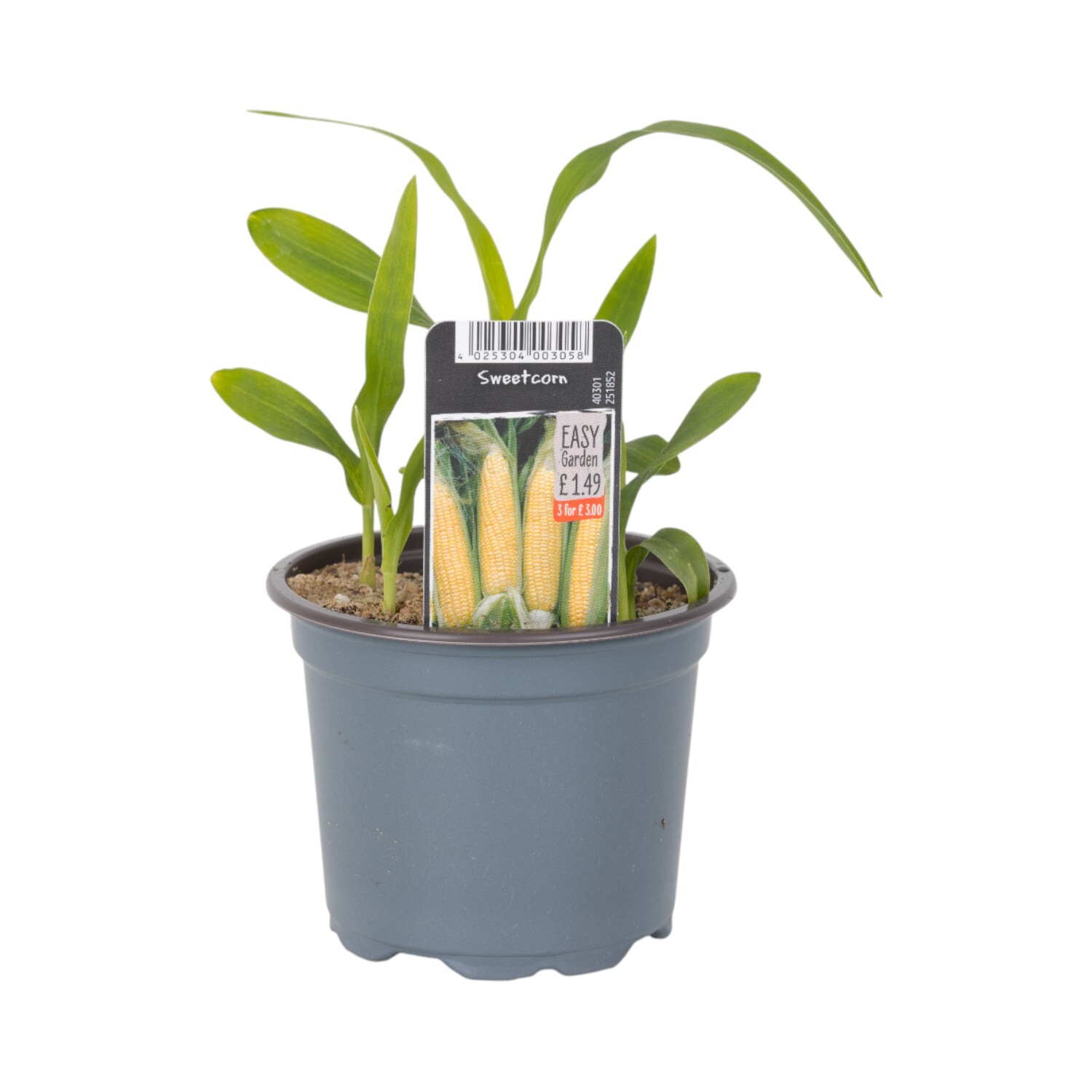 Sweet Corn Plant Image