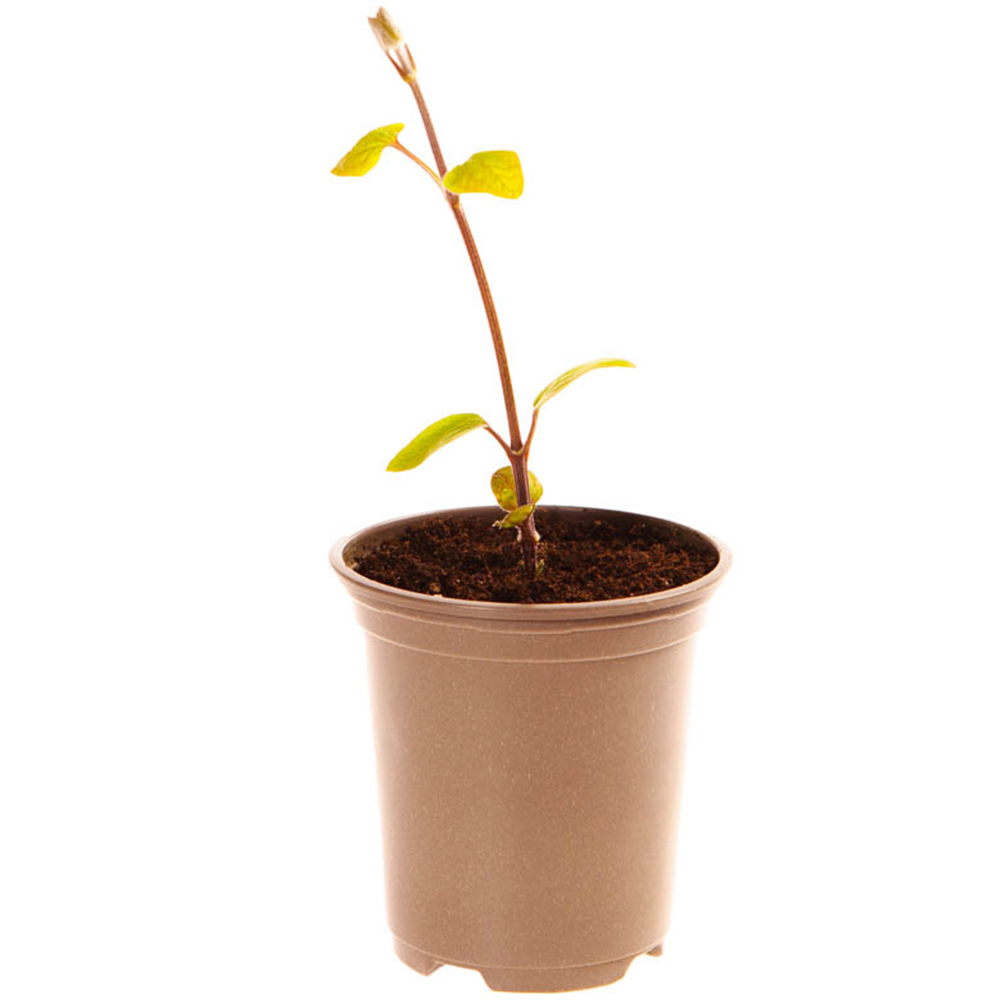 YouGarden Clematis Evergreen Freckles Plant Pot 3 Pack Image 3