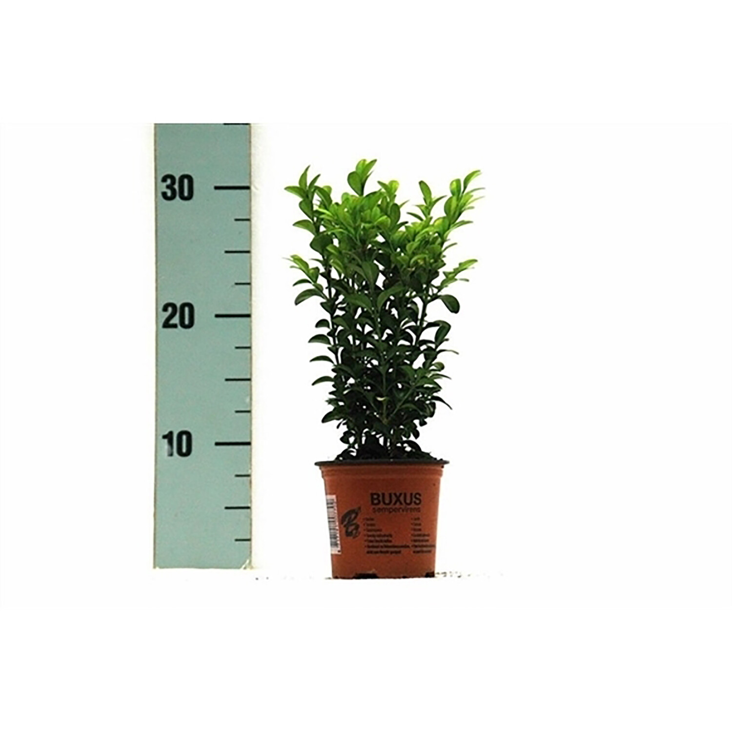 Buxus Sempervirens Image