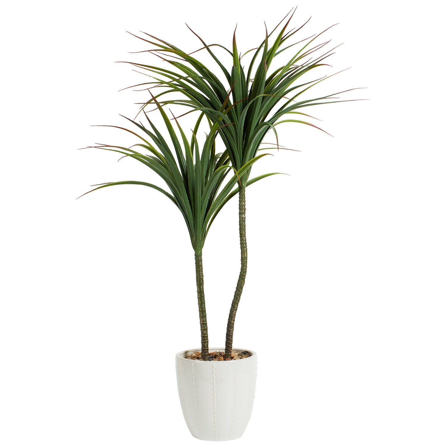 Dragon Tree in Ceramic Pot - Green and White Image 3