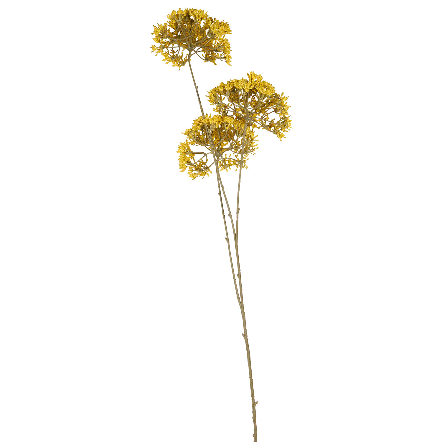 Queen Annes Lace Stem Yellow or Orange Image 4