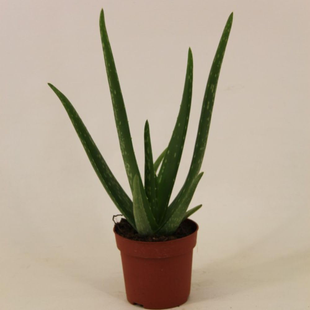 Thompson and Morgan Aloe Vera Plant Pot 15cm Image 3