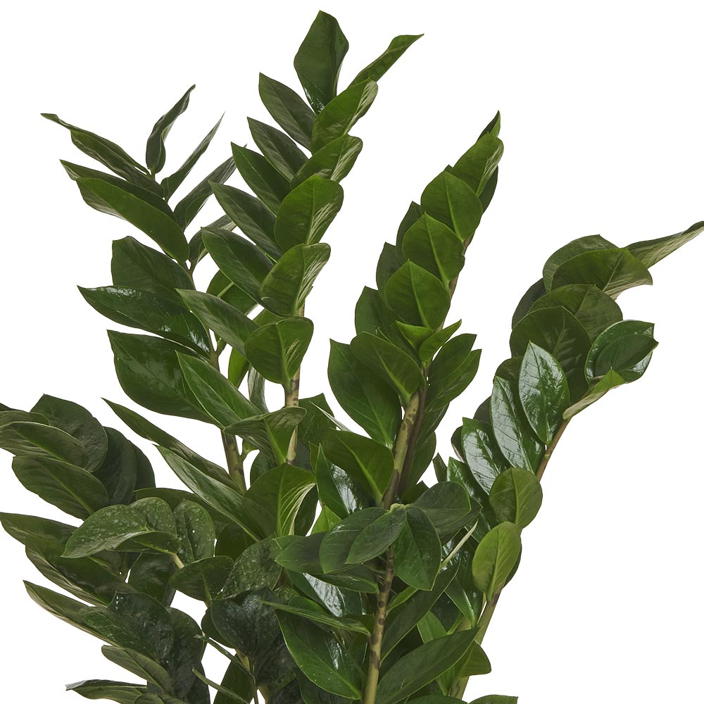 Wilko Zamioculcas Zamifolia Plant 70-90cm Image 6