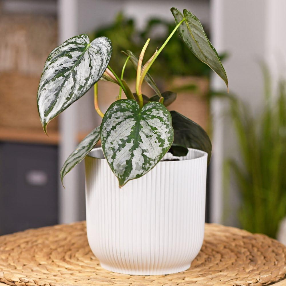 Thompson and Morgan Philodendron Brandtianum Brandi Plant Pot 11cm Image 2
