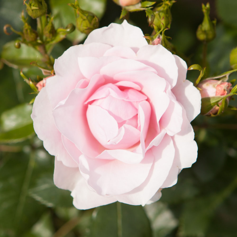Wilko Old English Shrub Rose Collection 5 Pack Image 4