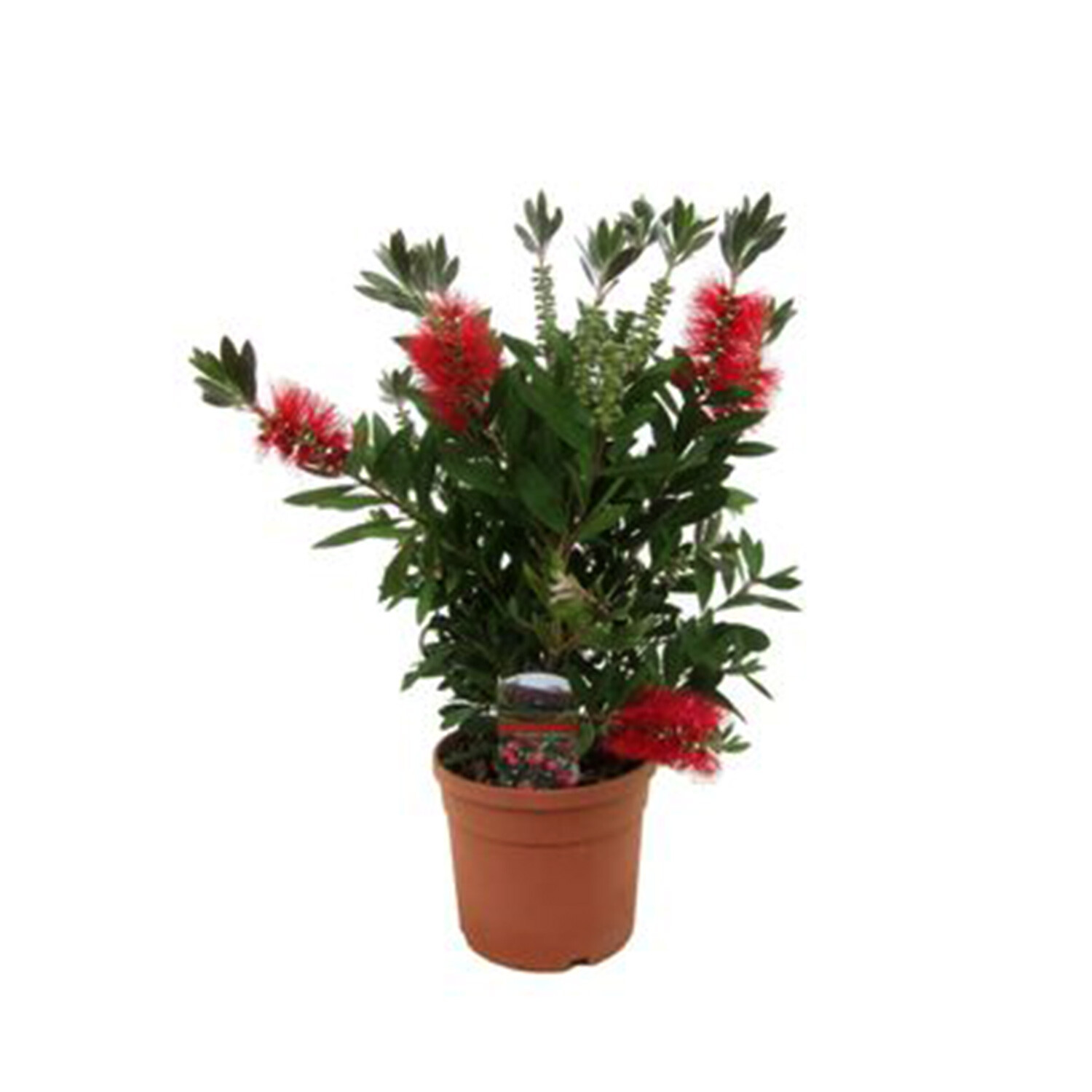 Callistemon Bush  - Red Image