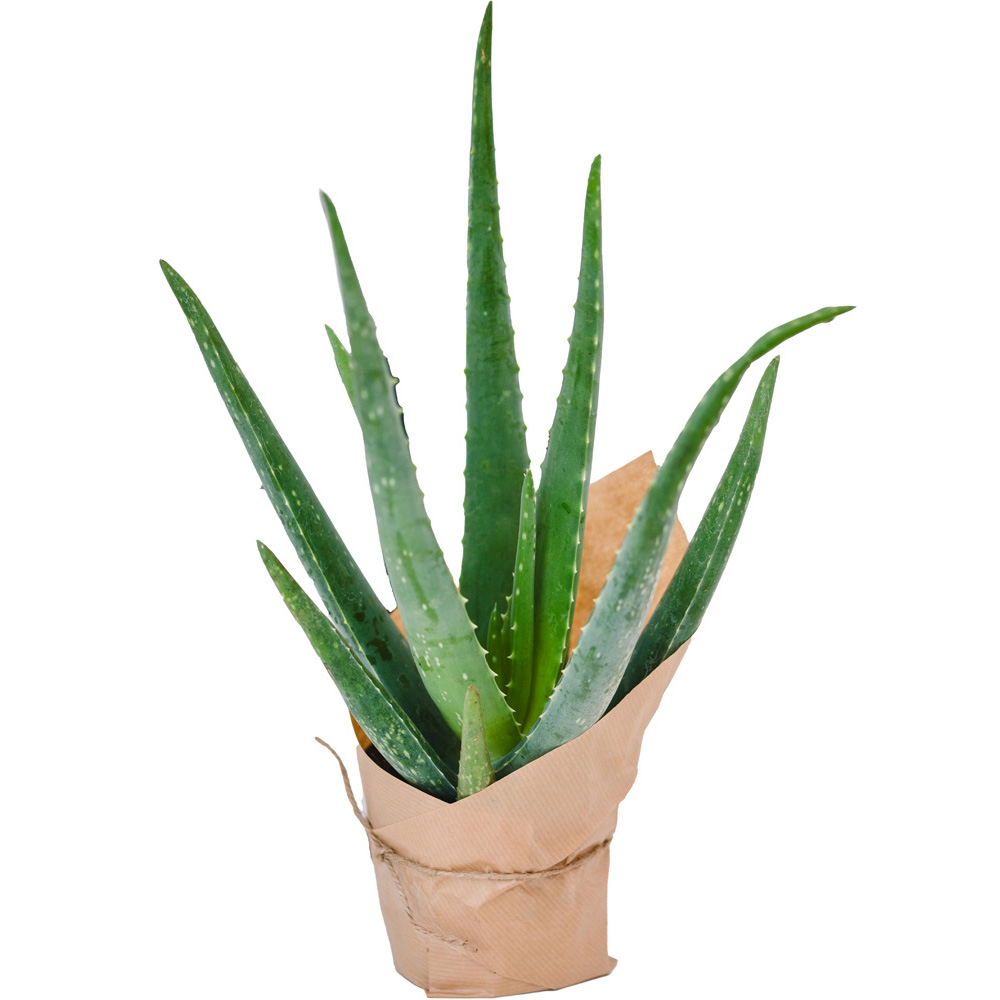 Aloe Vera Plant Image 2