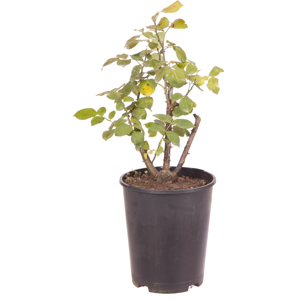 Wilko Black Baccara Rose 3-4L Pot Image 3