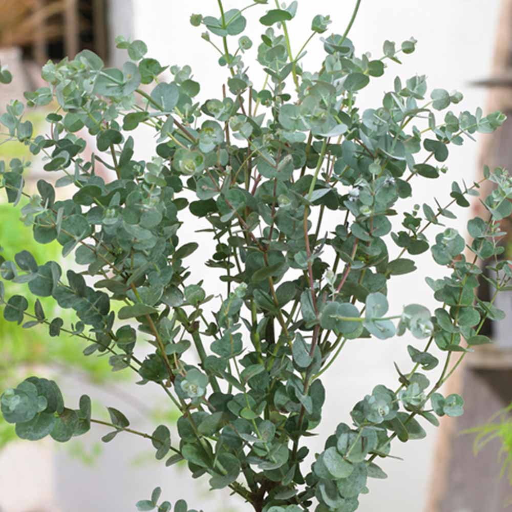 wilko Standard Eucalyptus Gunnii 70-100cm Image 1