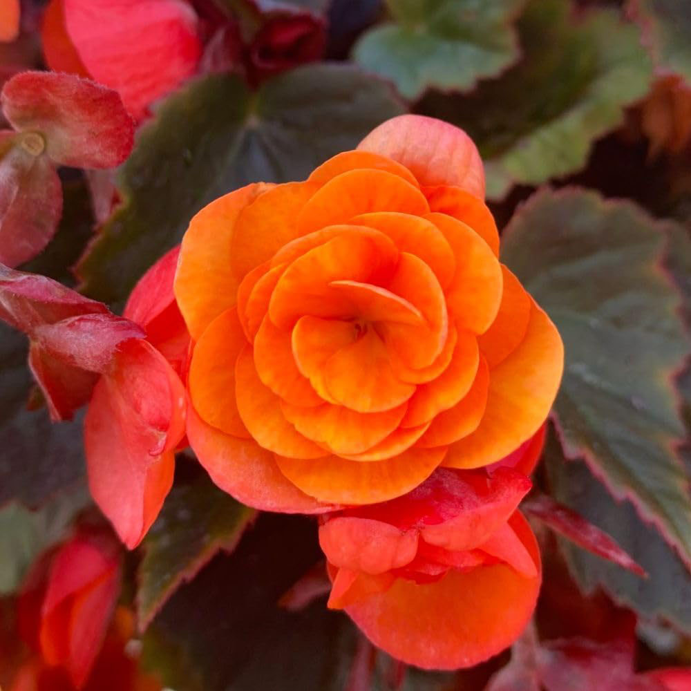 Thompson and Morgan Begonia Catrin Jumbo Plant Plug 10 Pack Image 2