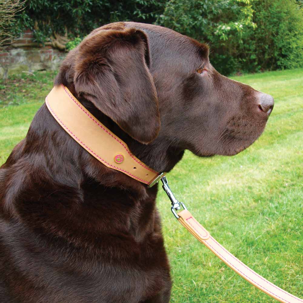 Rosewood Tan Leather Dog Collar 22-26in Image 4