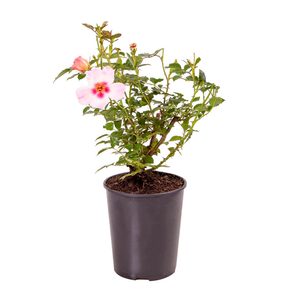 YouGarden For Your Eyes Only Rose Pot 3L Image 3