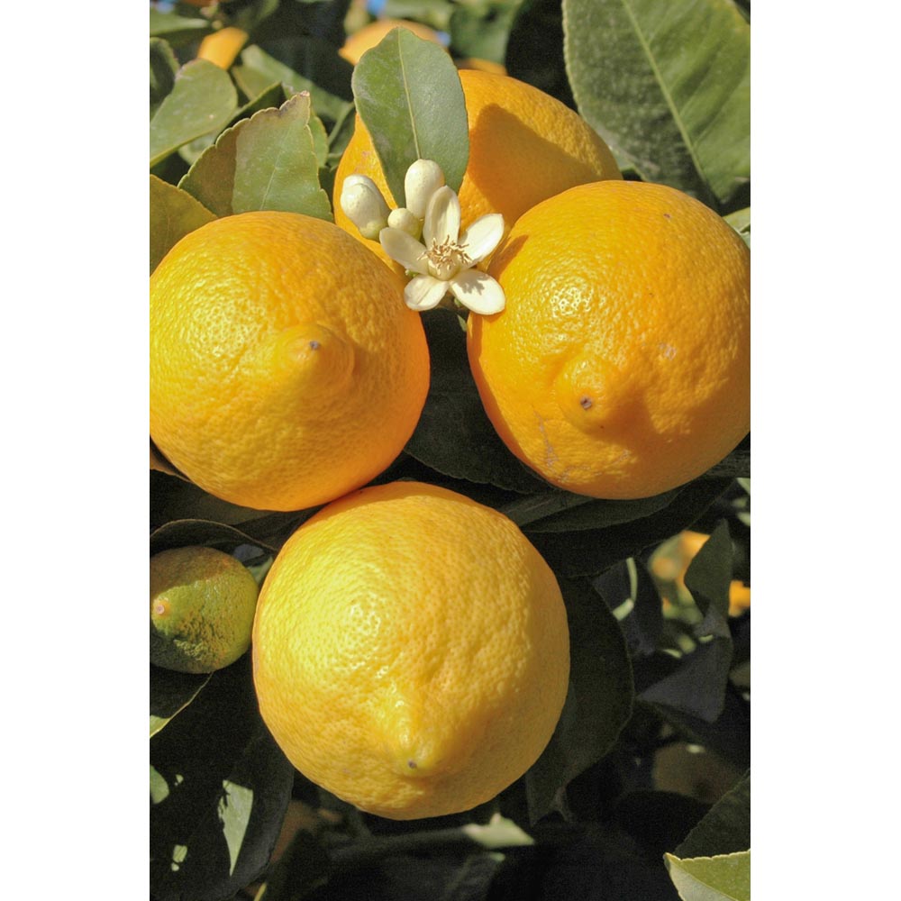 Wilko Large Lemon Tree 6L Pot Image 3