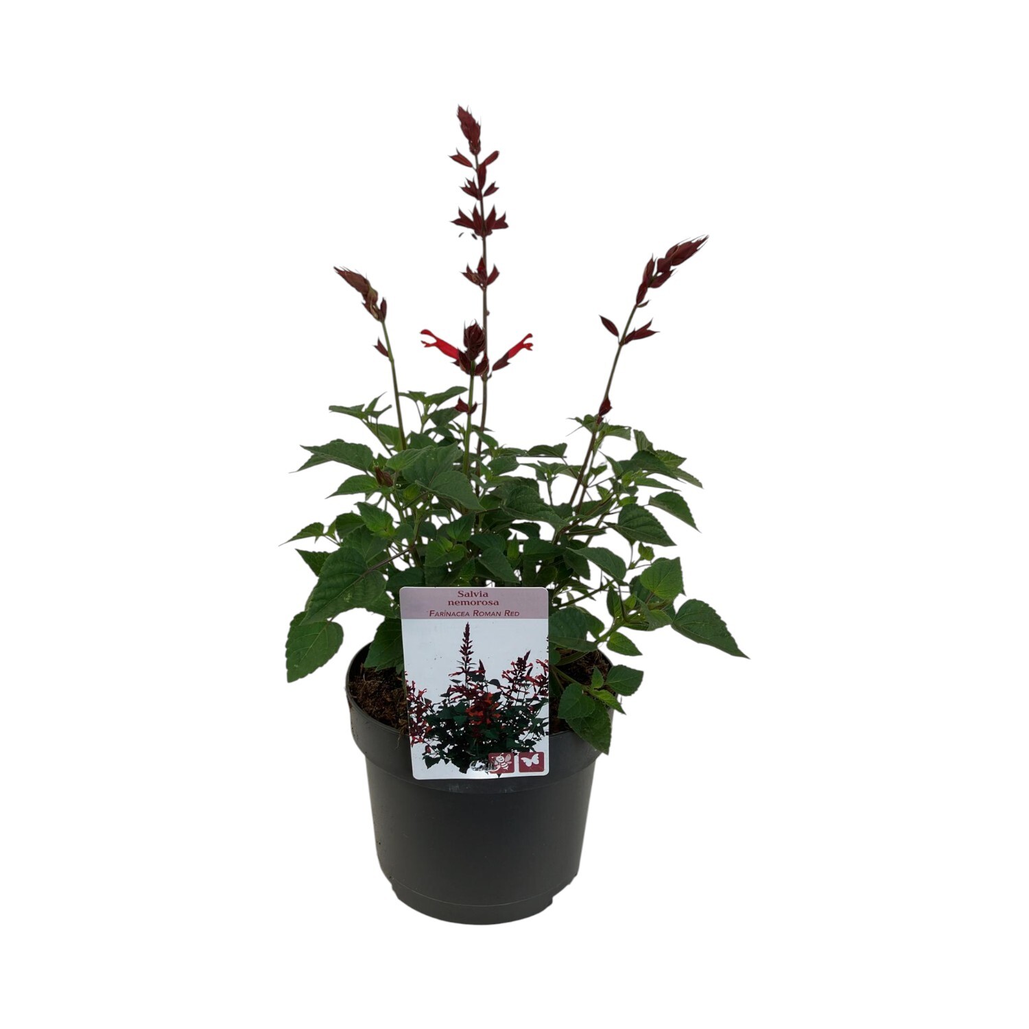 Salvia Greggii Mix Perennial Plant Image