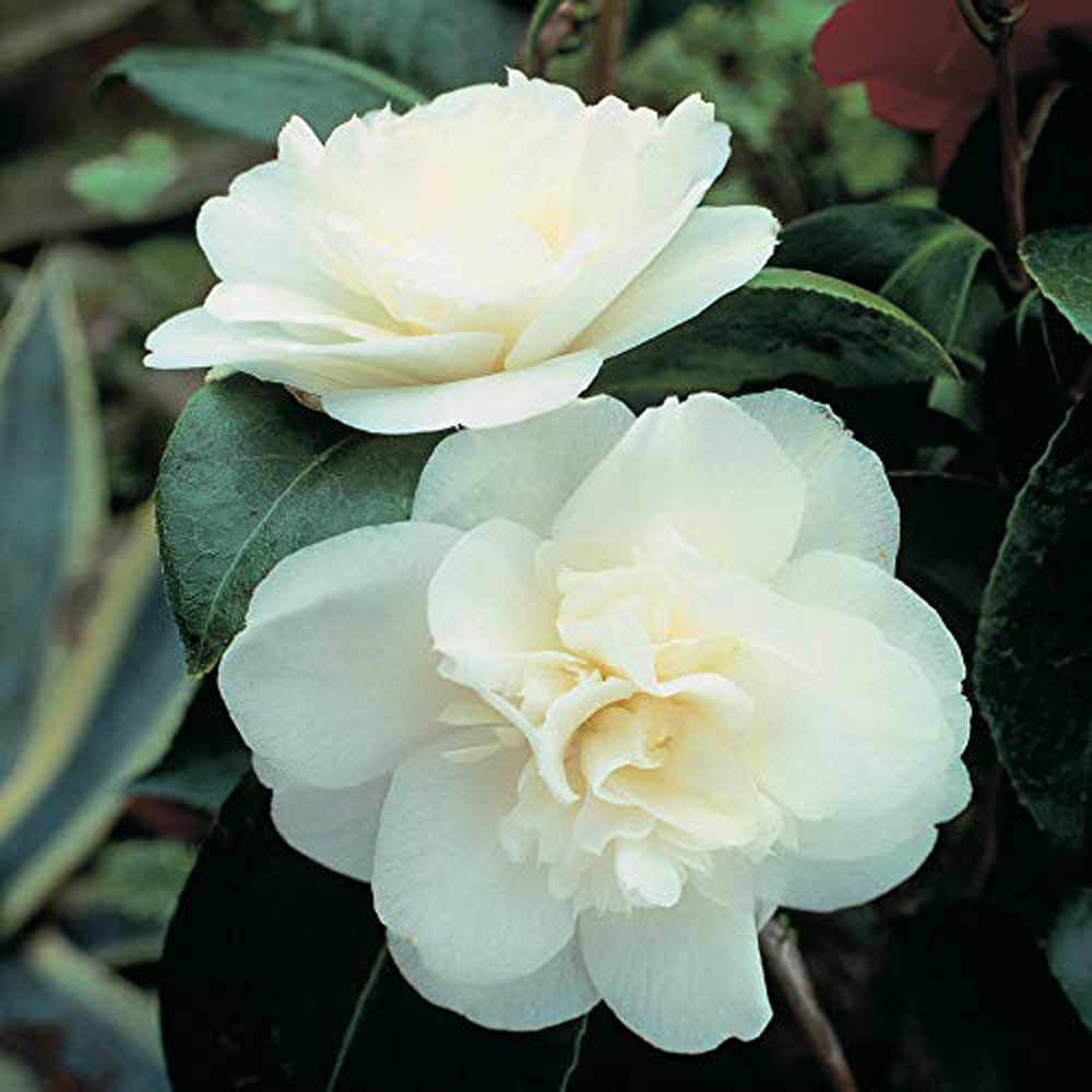 Thompson and Morgan Camellia Tricolour Outdoor Hardy Evergreen Shrub Plant Pot 15cm 2 Pack Image 4