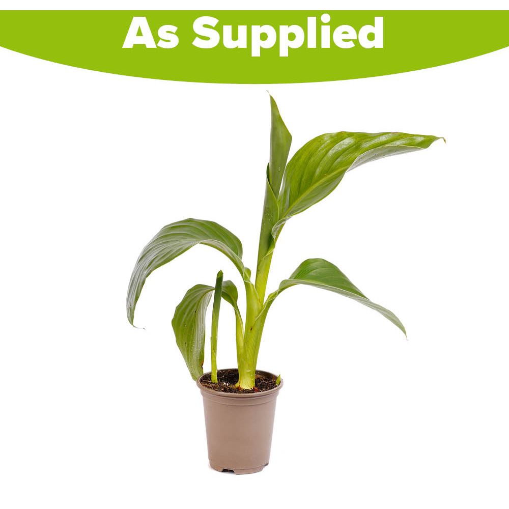 YouGarden Canna Cannova Orchid Plant Pot 9cm Image 4
