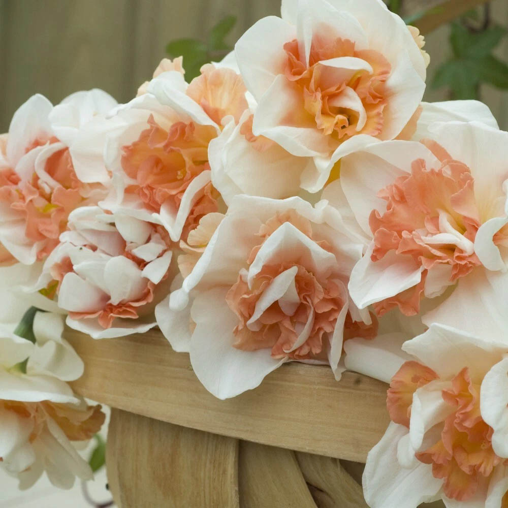Thompson and Morgan Daffodil Replete Improved Spring Planting Bulb 16 Pack Image 2