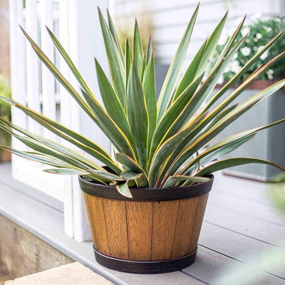 Plant Avenue Oban Light Oak Whiskey Barrel Planter 33cm Image 2