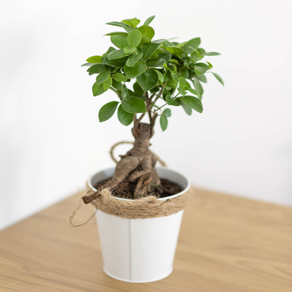 wilko Ficus microcarpa Ginseng Plant Image 1