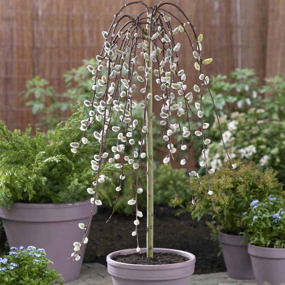 wilko Standard Weeping Willow 70cm Image 1