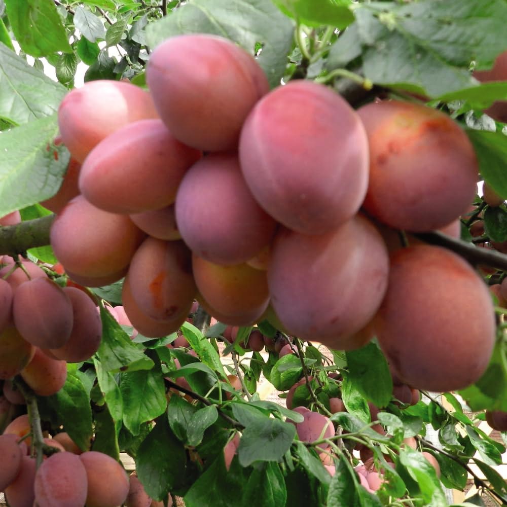 Thompson and Morgan Plum Prunus Opal Espalier Plant Pot 5L Image 3