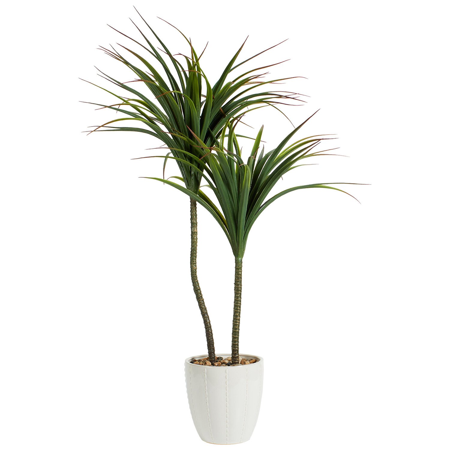 Dragon Tree in Ceramic Pot - Green and White Image 1