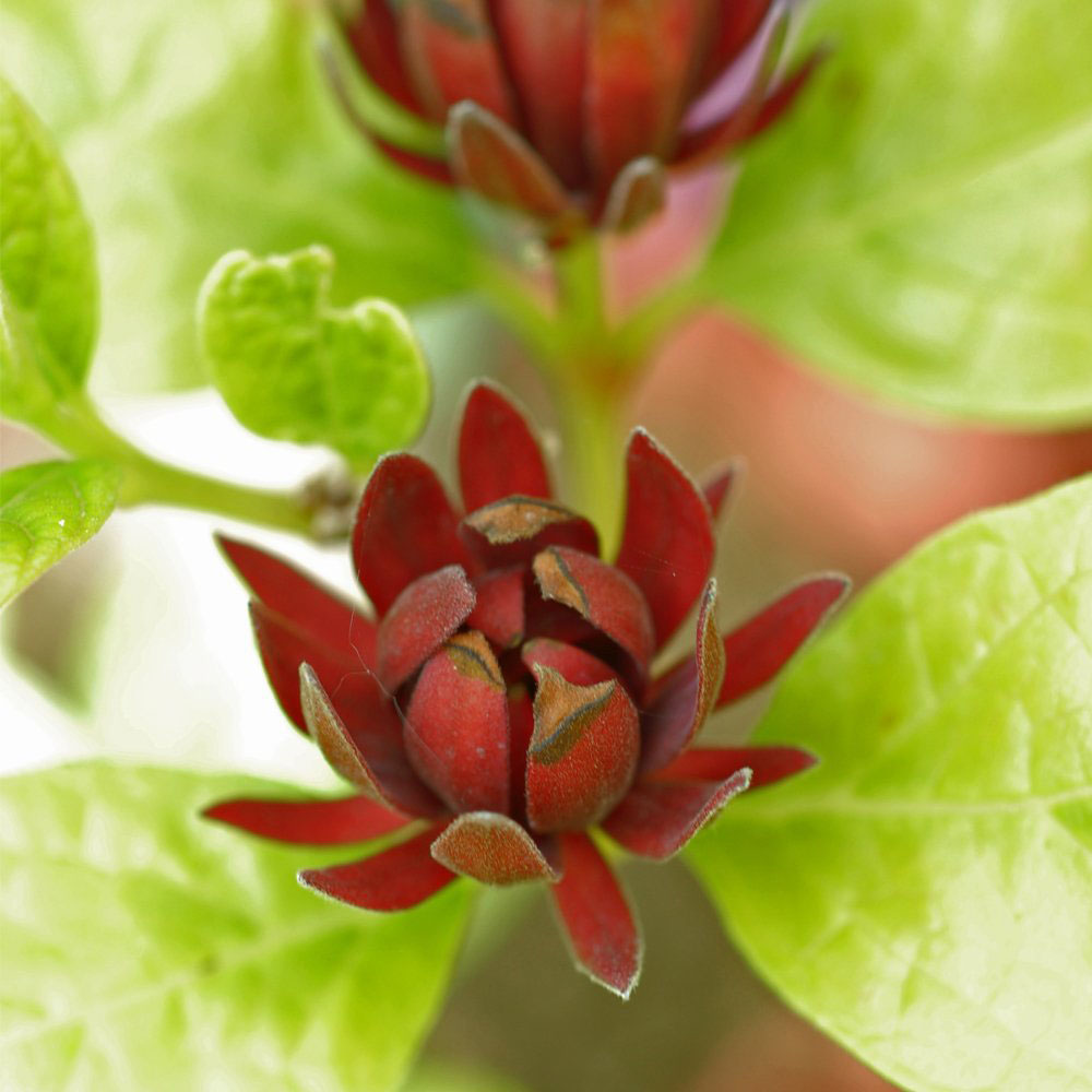 Thompson and Morgan Carolina Allspice Calycanthus Floridus Plant Pot 9cm Image 2